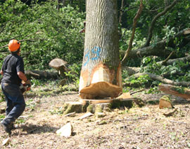 Le bois est un matériau renouvelable : l'exploitation de ce matériau contribue à la régulation de la forêt.