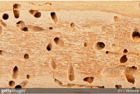 Comment éviter les trous de termites ?