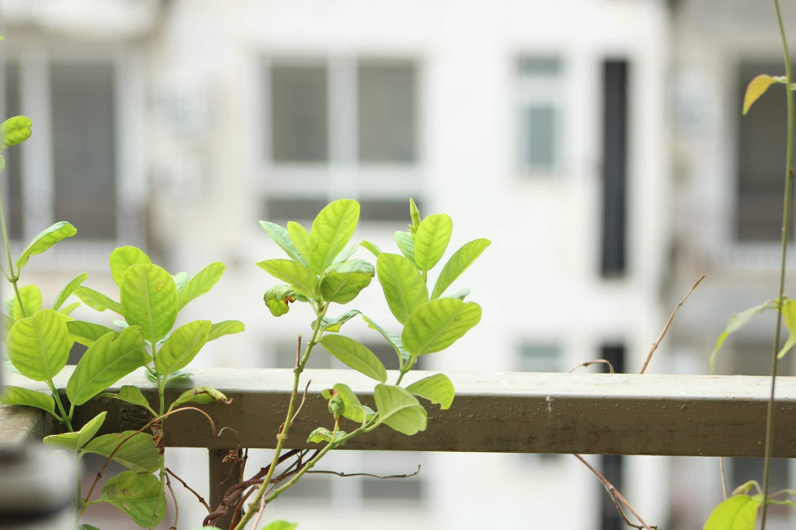 Les essentiels pour meubler un petit jardin