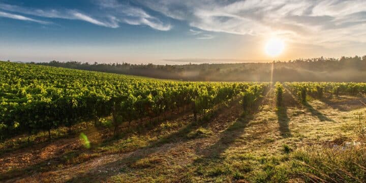 5 étapes pour l’entretien de la vigne au printemps